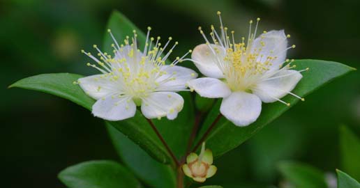 Fleur de Myrte vert