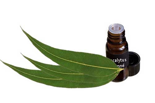 L’huile essentielle Eucalyptus citronné