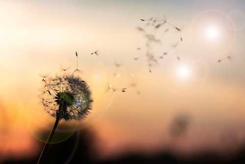 Pourquoi Consulter un Naturopathe ? - Ateliers bien-être entreprise - photo 01