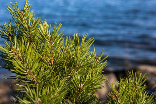 Article : L’huile essentielle de Pin sylvestre - Ateliers bien-être entreprise - photo 01